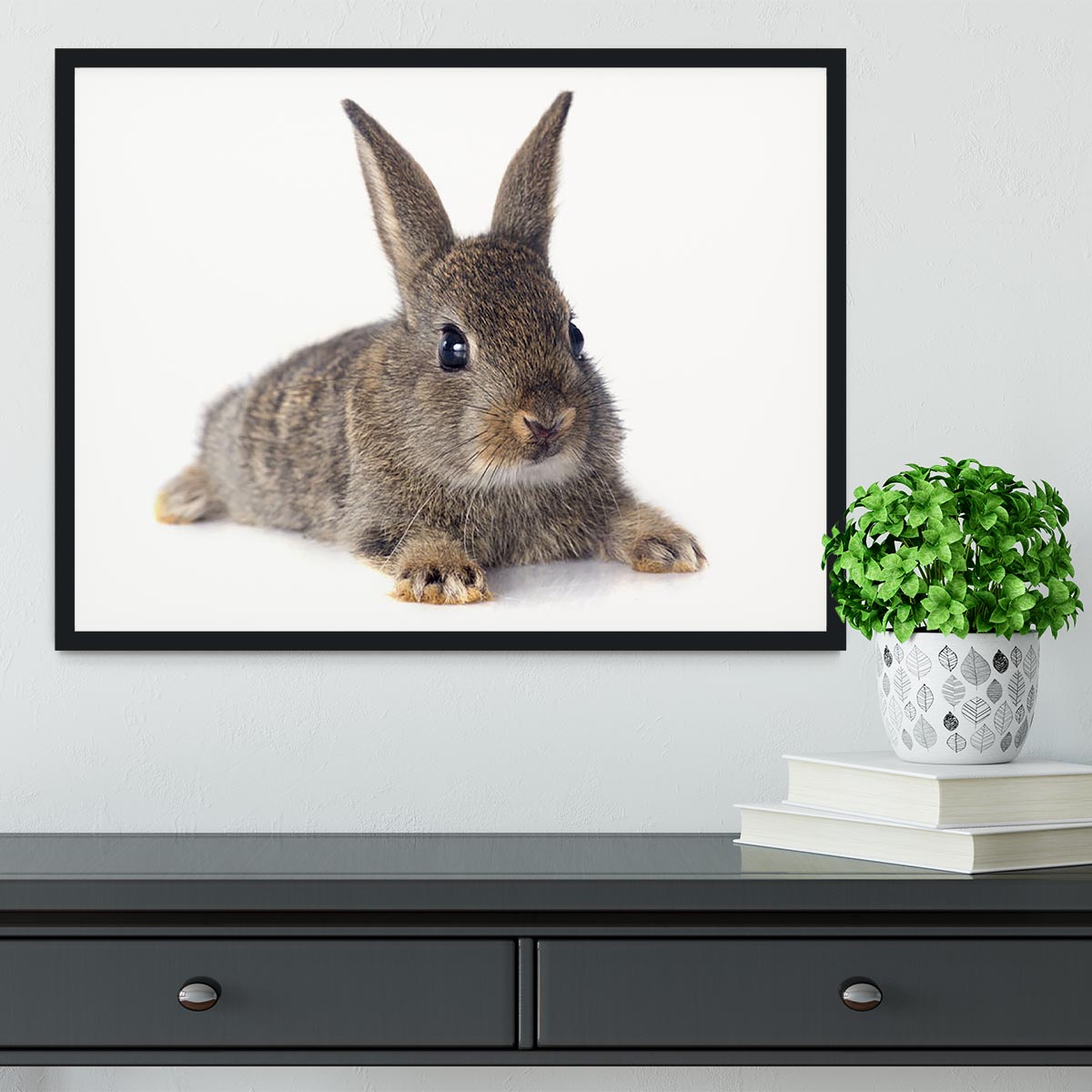 European rabbit in front of white background Framed Print - Canvas Art Rocks - 2