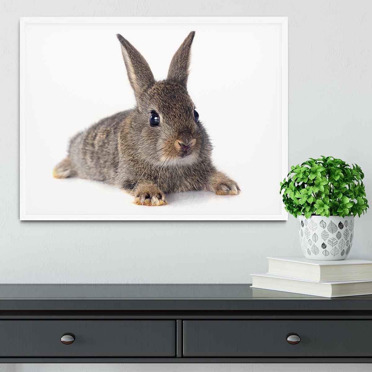 European rabbit in front of white background Framed Print - Canvas Art Rocks -6