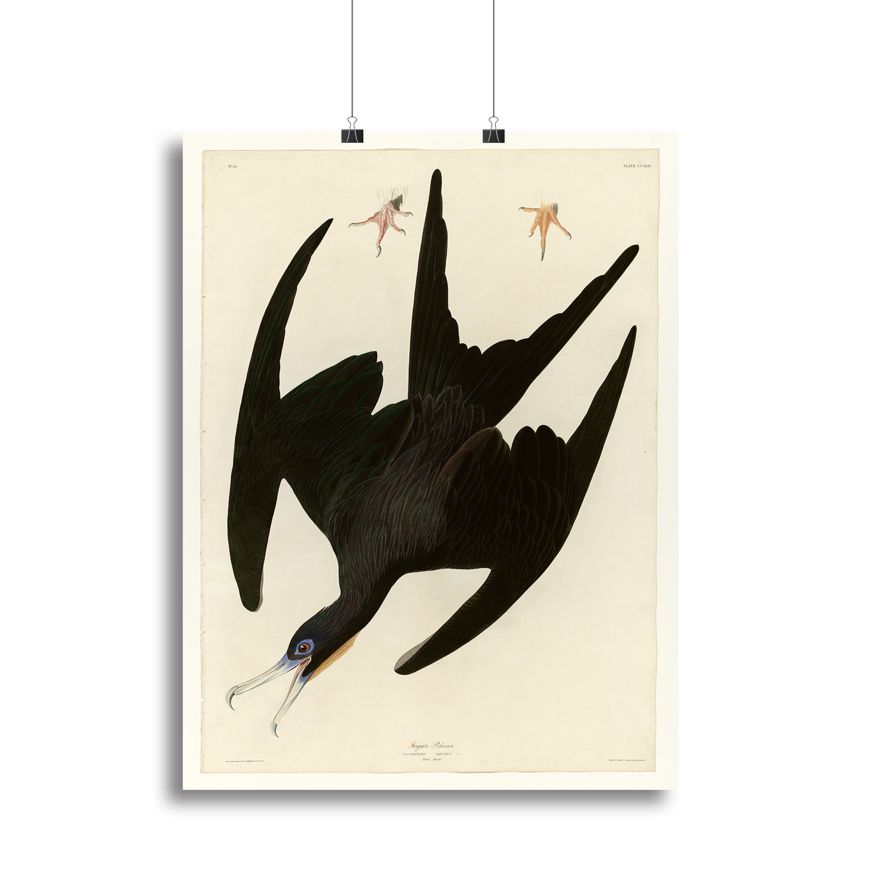 Frigate Pelican by Audubon Canvas Print or Poster - Canvas Art Rocks - 2