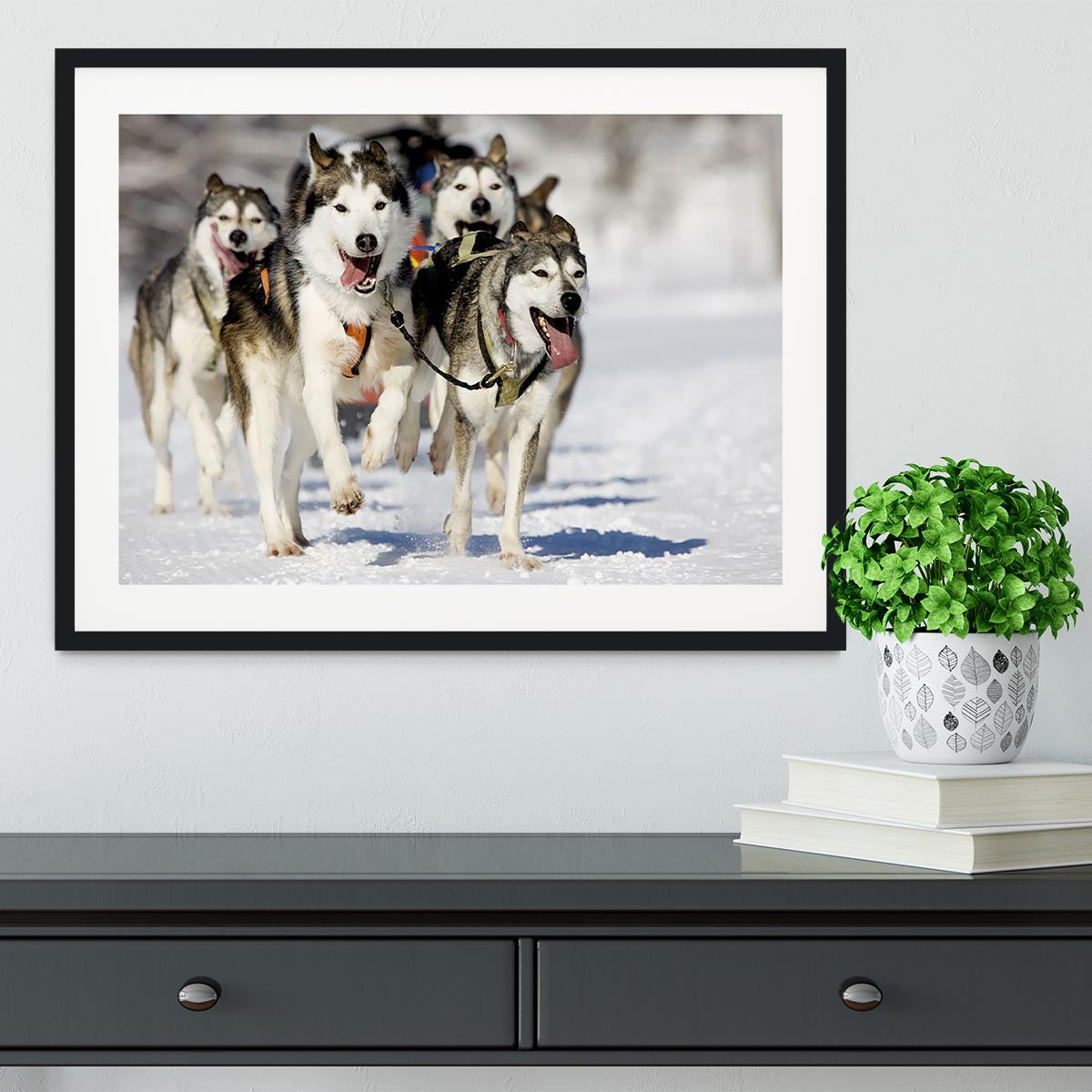 Front view at four siberian huskys Framed Print - Canvas Art Rocks - 1