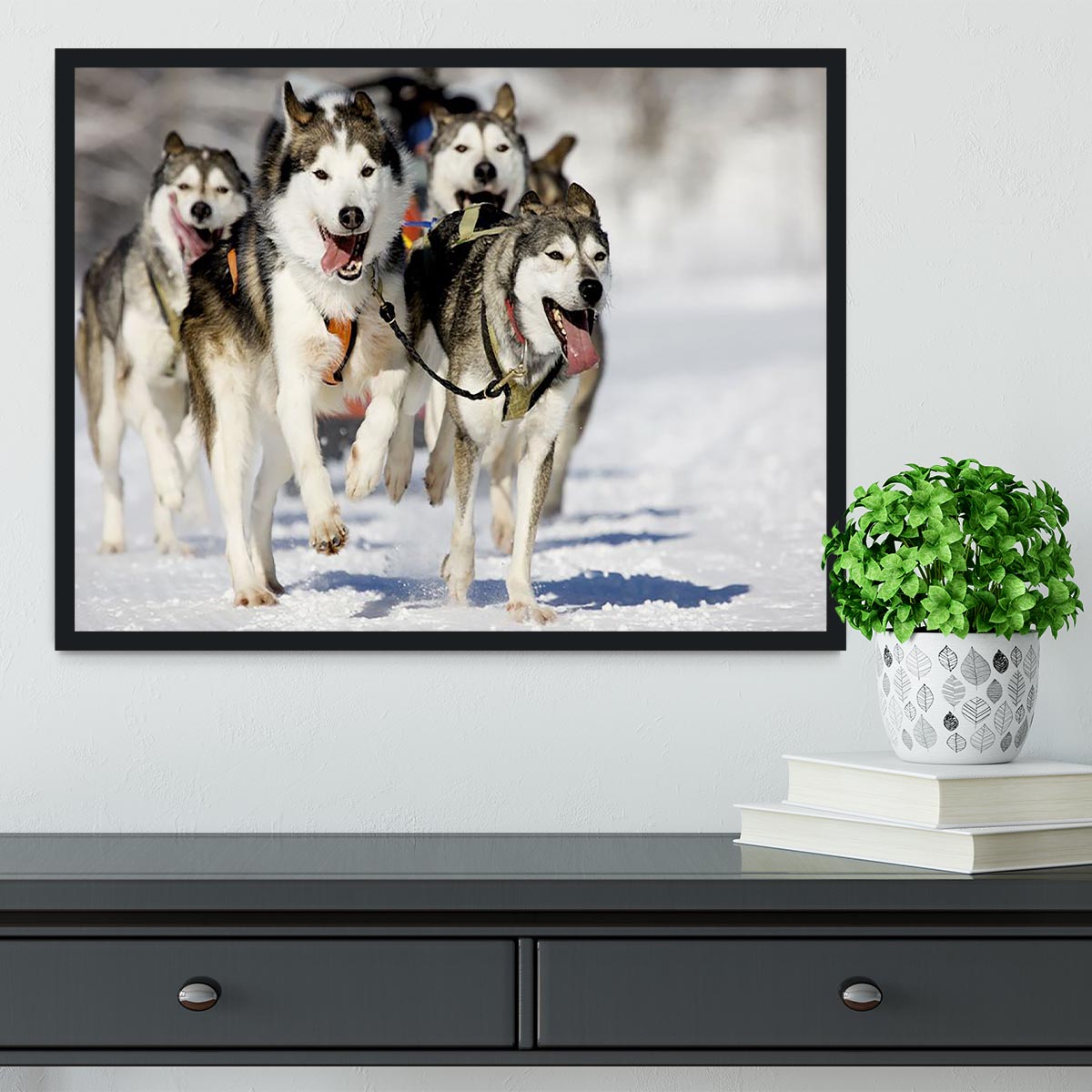 Front view at four siberian huskys Framed Print - Canvas Art Rocks - 2