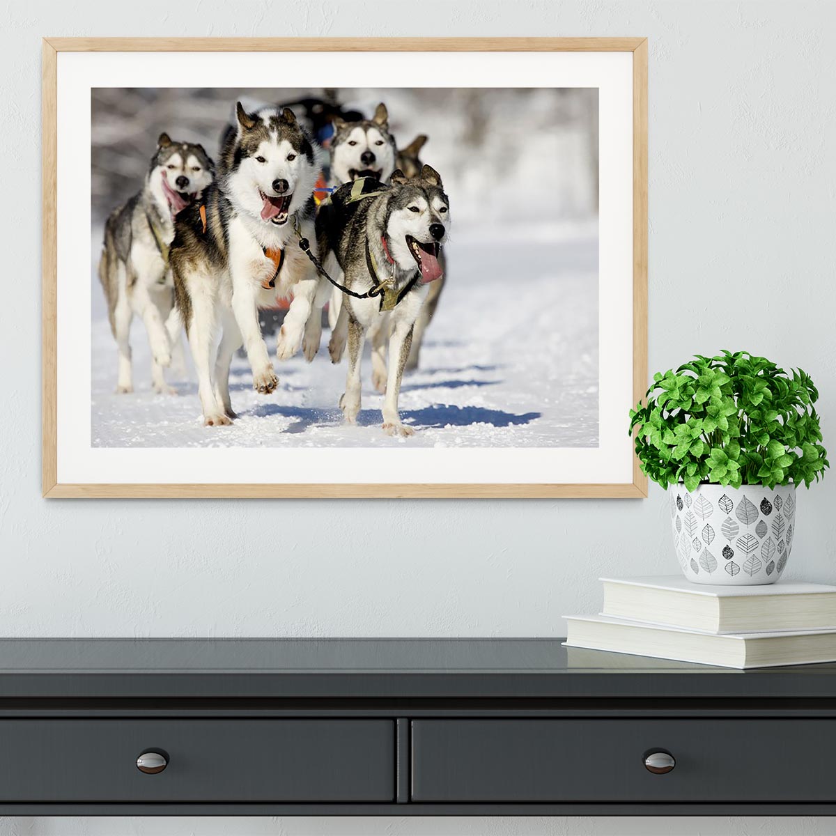 Front view at four siberian huskys Framed Print - Canvas Art Rocks - 3