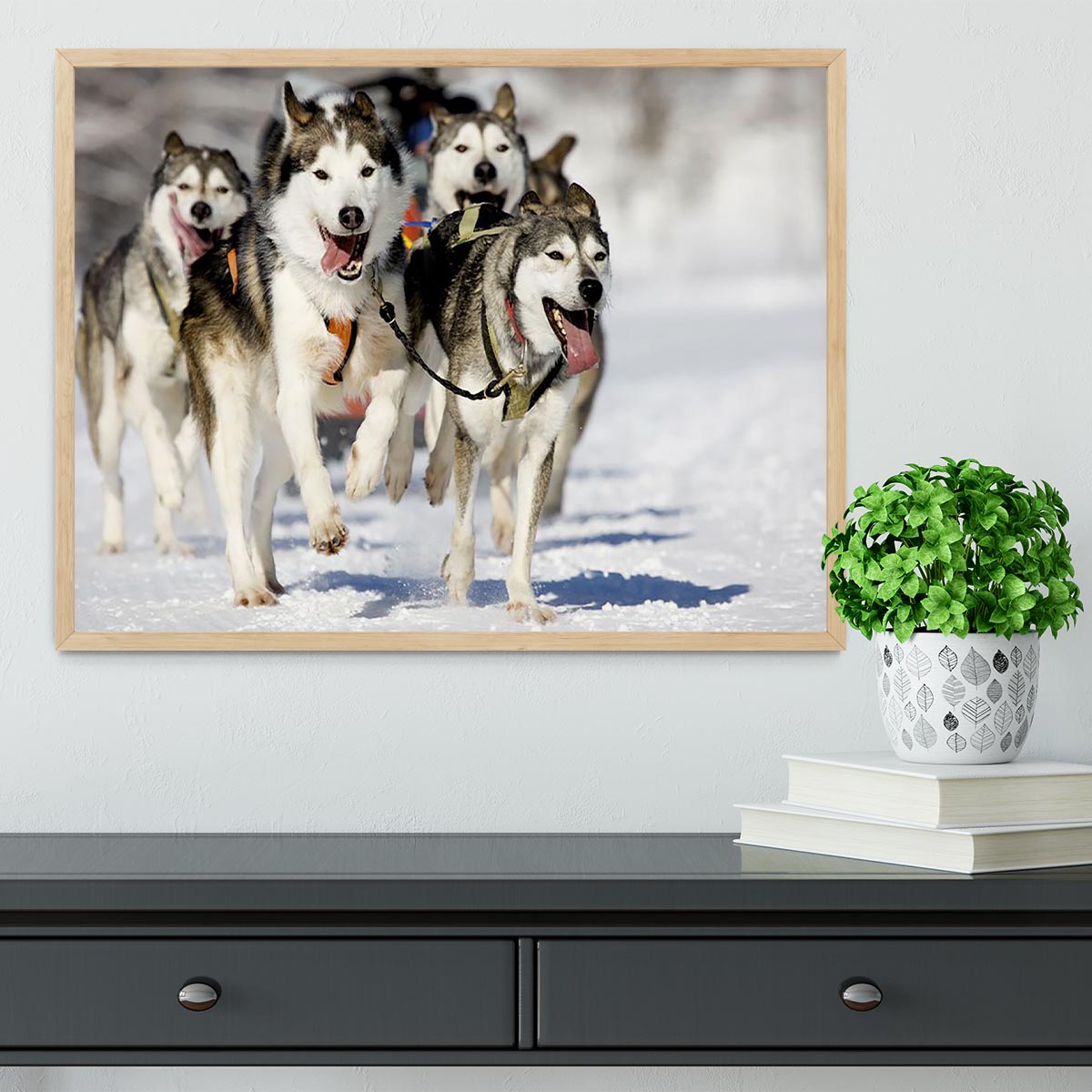 Front view at four siberian huskys Framed Print - Canvas Art Rocks - 4