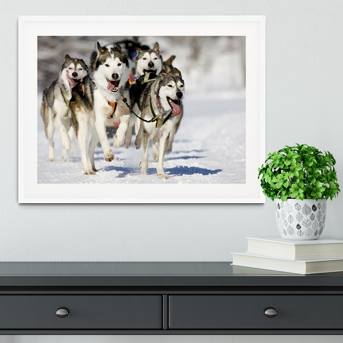 Front view at four siberian huskys Framed Print - Canvas Art Rocks - 5