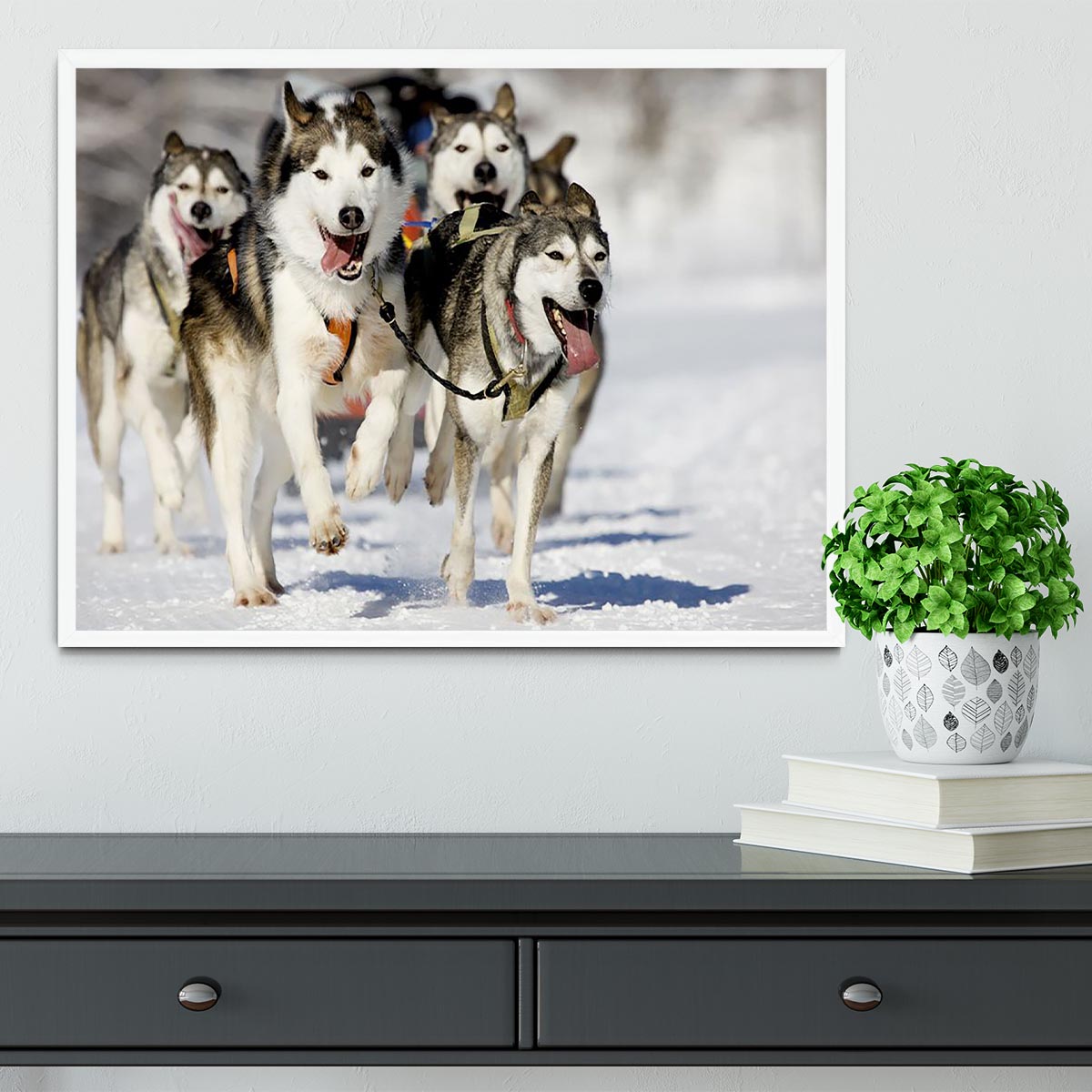 Front view at four siberian huskys Framed Print - Canvas Art Rocks -6