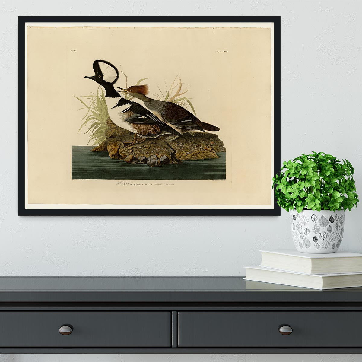 Hooded Merganser by Audubon Framed Print - Canvas Art Rocks - 2