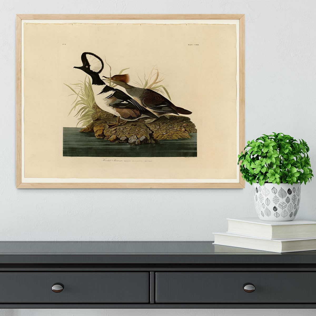 Hooded Merganser by Audubon Framed Print - Canvas Art Rocks - 4