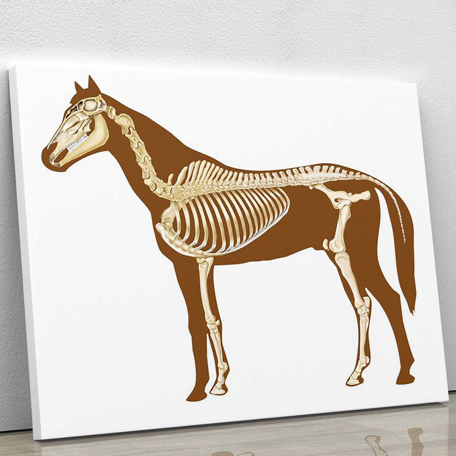 Horse skeleton section with bones x-ray Canvas Print or Poster - Canvas Art Rocks - 1