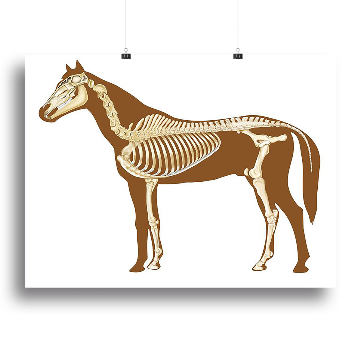 Horse skeleton section with bones x-ray Canvas Print or Poster - Canvas Art Rocks - 2