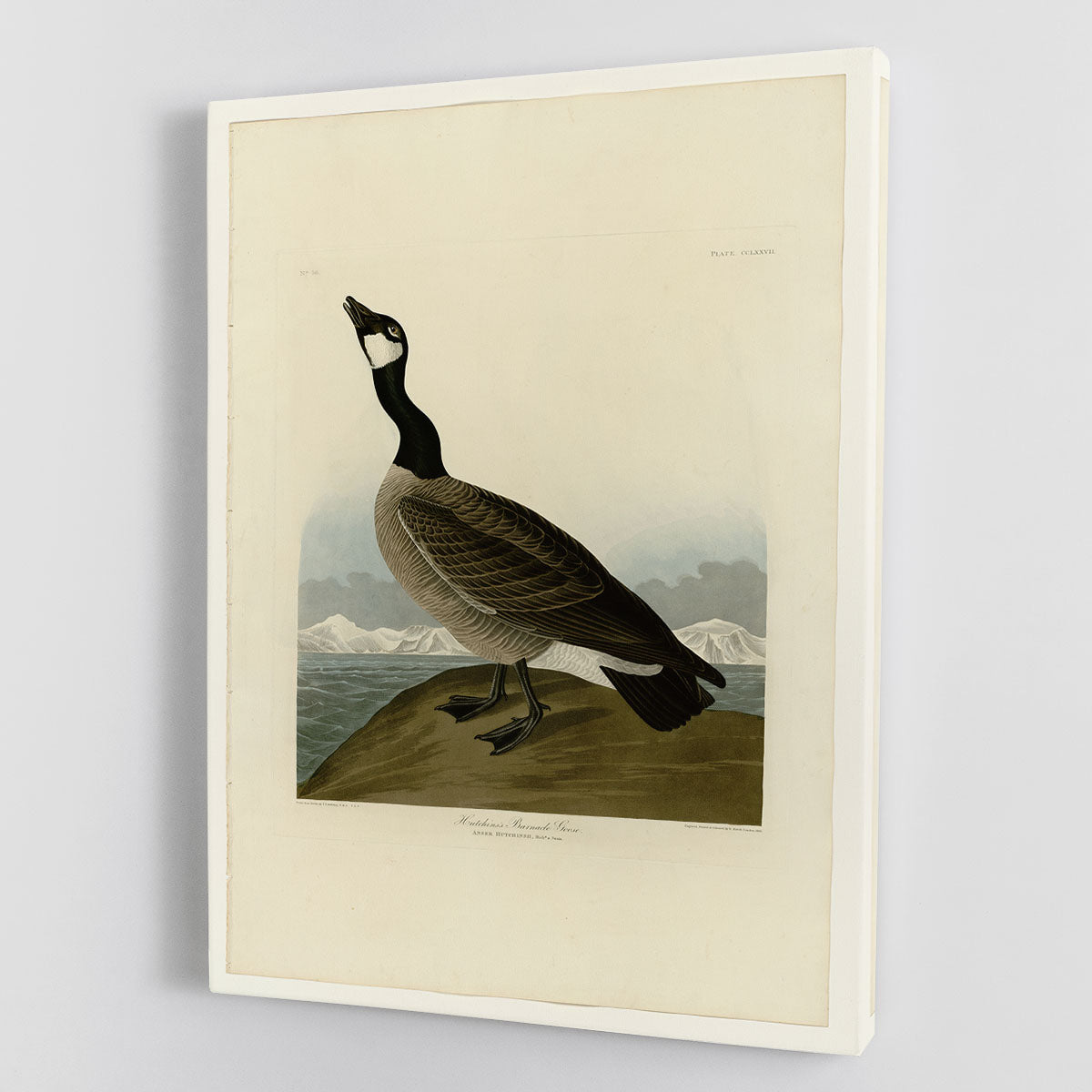 Hutchins Barnacle Goose by Audubon Canvas Print or Poster - Canvas Art Rocks - 1