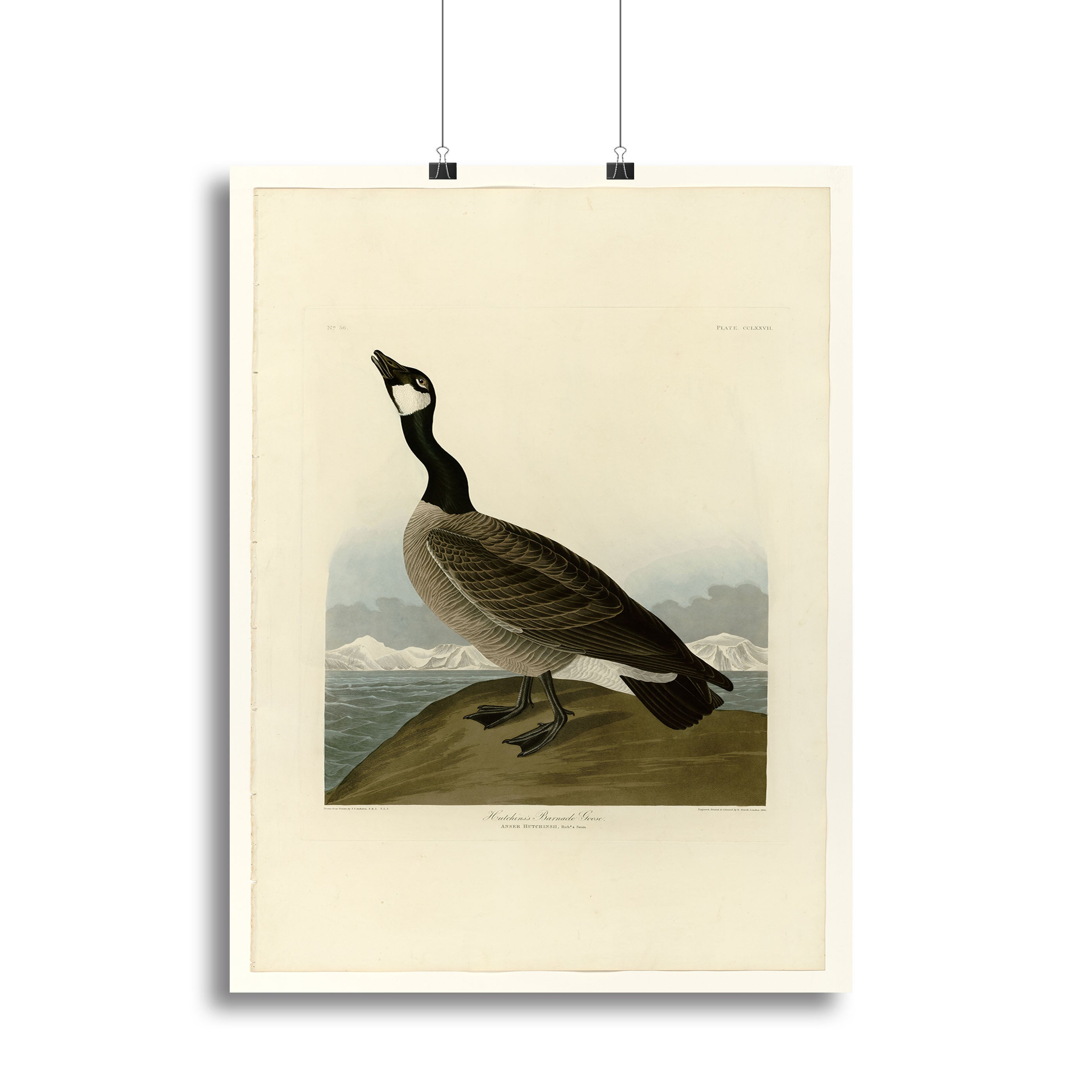 Hutchins Barnacle Goose by Audubon Canvas Print or Poster - Canvas Art Rocks - 2