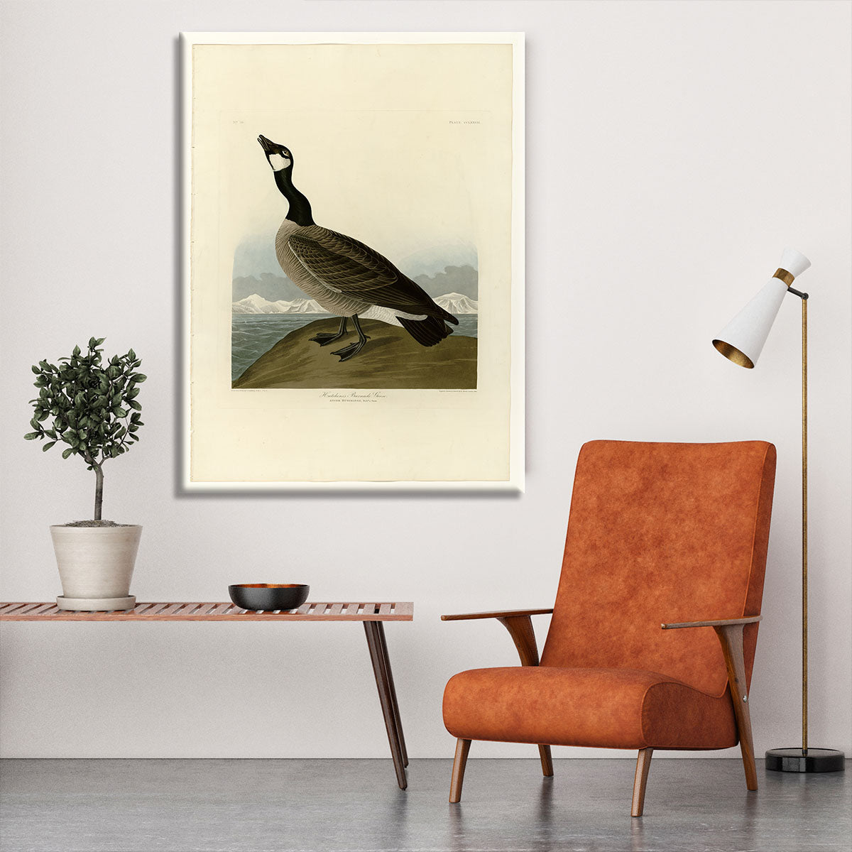 Hutchins Barnacle Goose by Audubon Canvas Print or Poster - Canvas Art Rocks - 6