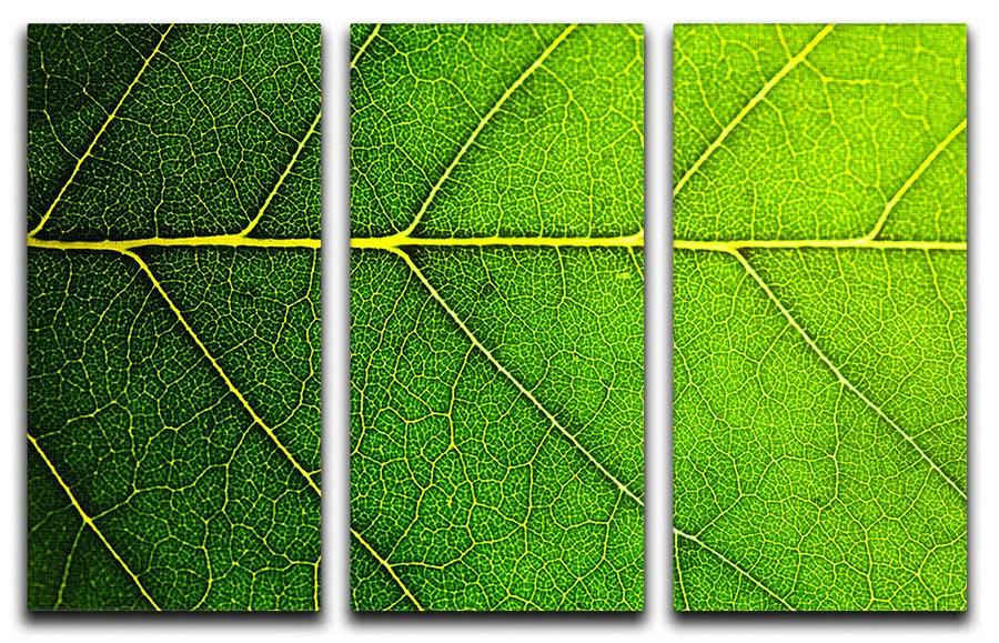 Leaf macro shot 3 Split Panel Canvas Print - Canvas Art Rocks - 1