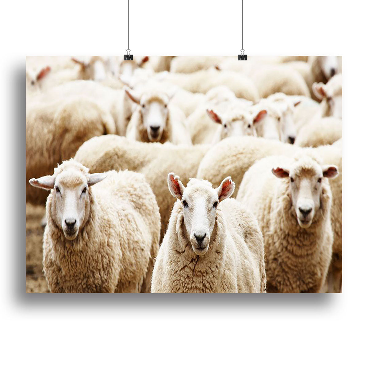 Livestock farm herd of sheep Canvas Print or Poster - Canvas Art Rocks - 2