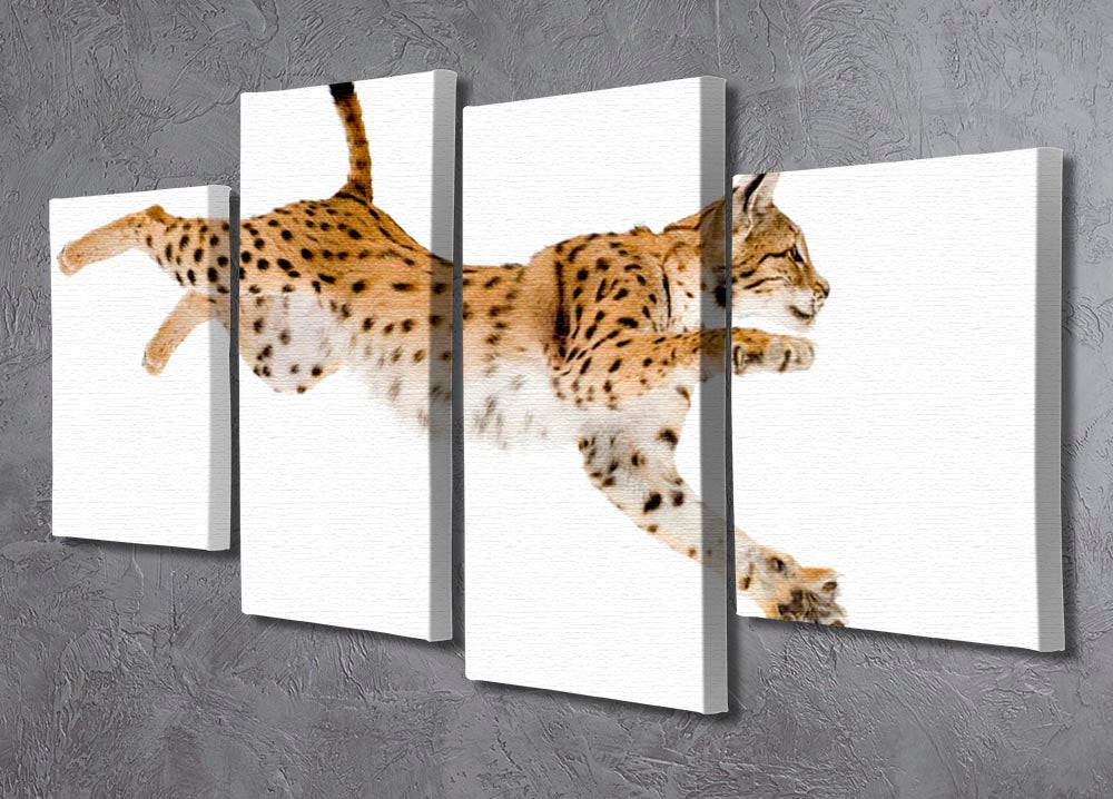 Lynx in front of a white background 4 Split Panel Canvas - Canvas Art Rocks - 2