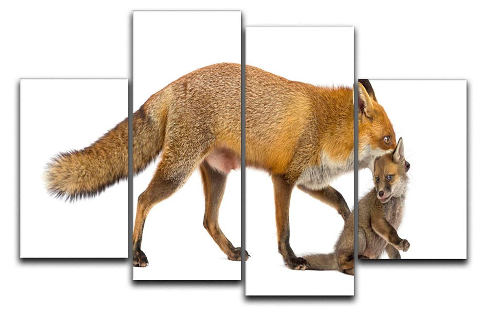 Mother fox carrying her cub 4 Split Panel Canvas - Canvas Art Rocks - 1