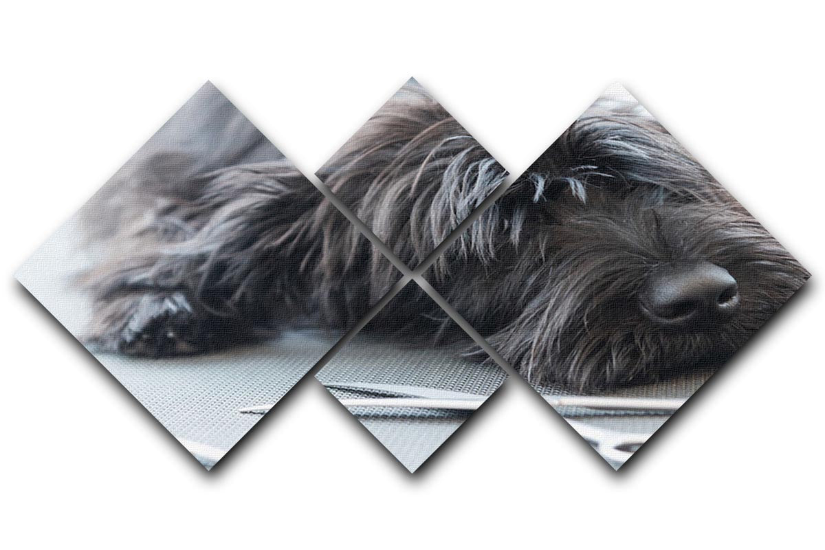 Portrait of a cute Schnauzer lying on the grooming table 4 Square Multi Panel Canvas - Canvas Art Rocks - 1
