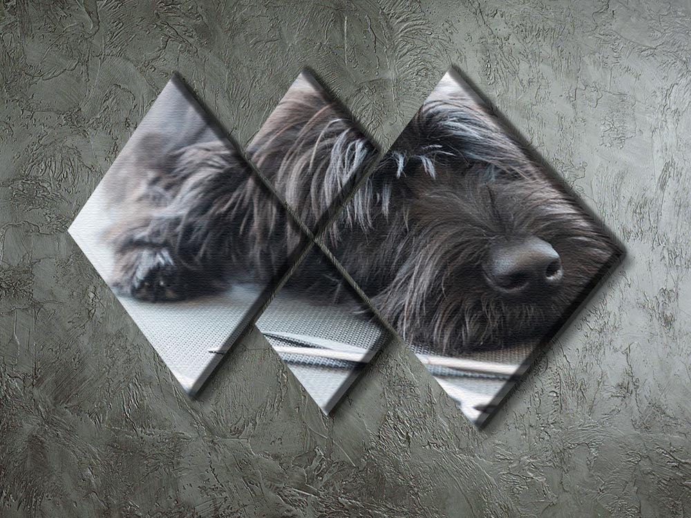 Portrait of a cute Schnauzer lying on the grooming table 4 Square Multi Panel Canvas - Canvas Art Rocks - 2
