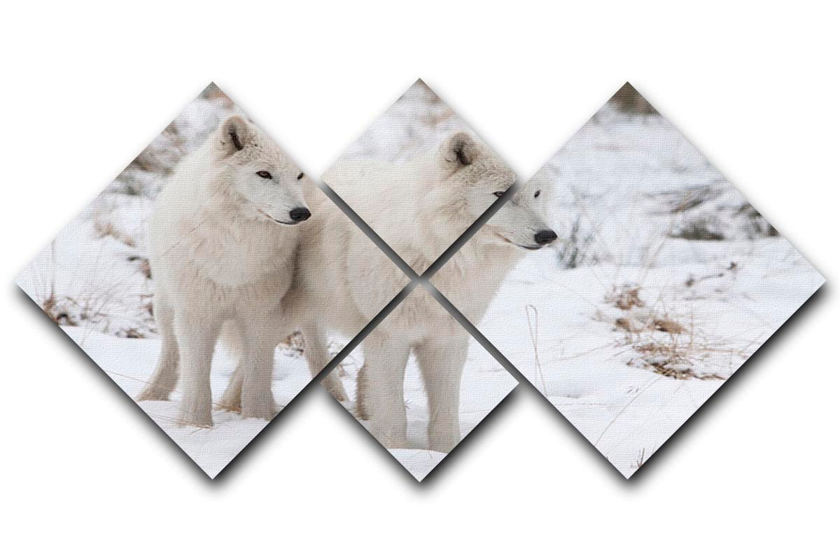 Portrait of two white watchful arctic wolfs 4 Square Multi Panel Canvas - Canvas Art Rocks - 1