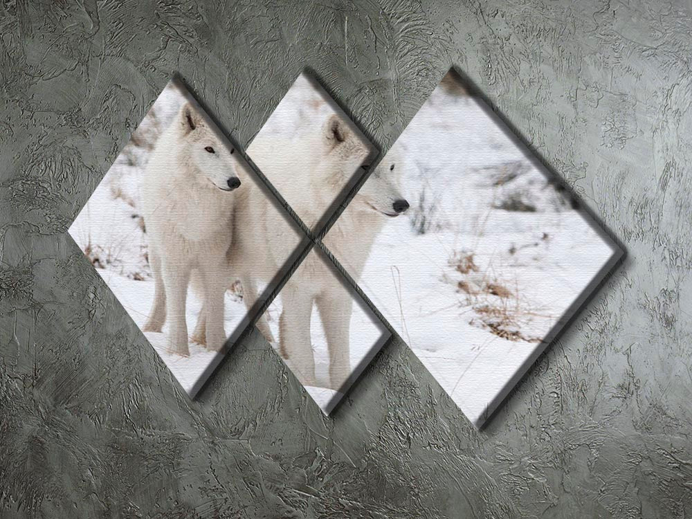 Portrait of two white watchful arctic wolfs 4 Square Multi Panel Canvas - Canvas Art Rocks - 2