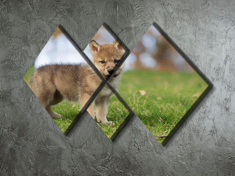 Profile image of a young gray wolf pup 4 Square Multi Panel Canvas - Canvas Art Rocks - 2
