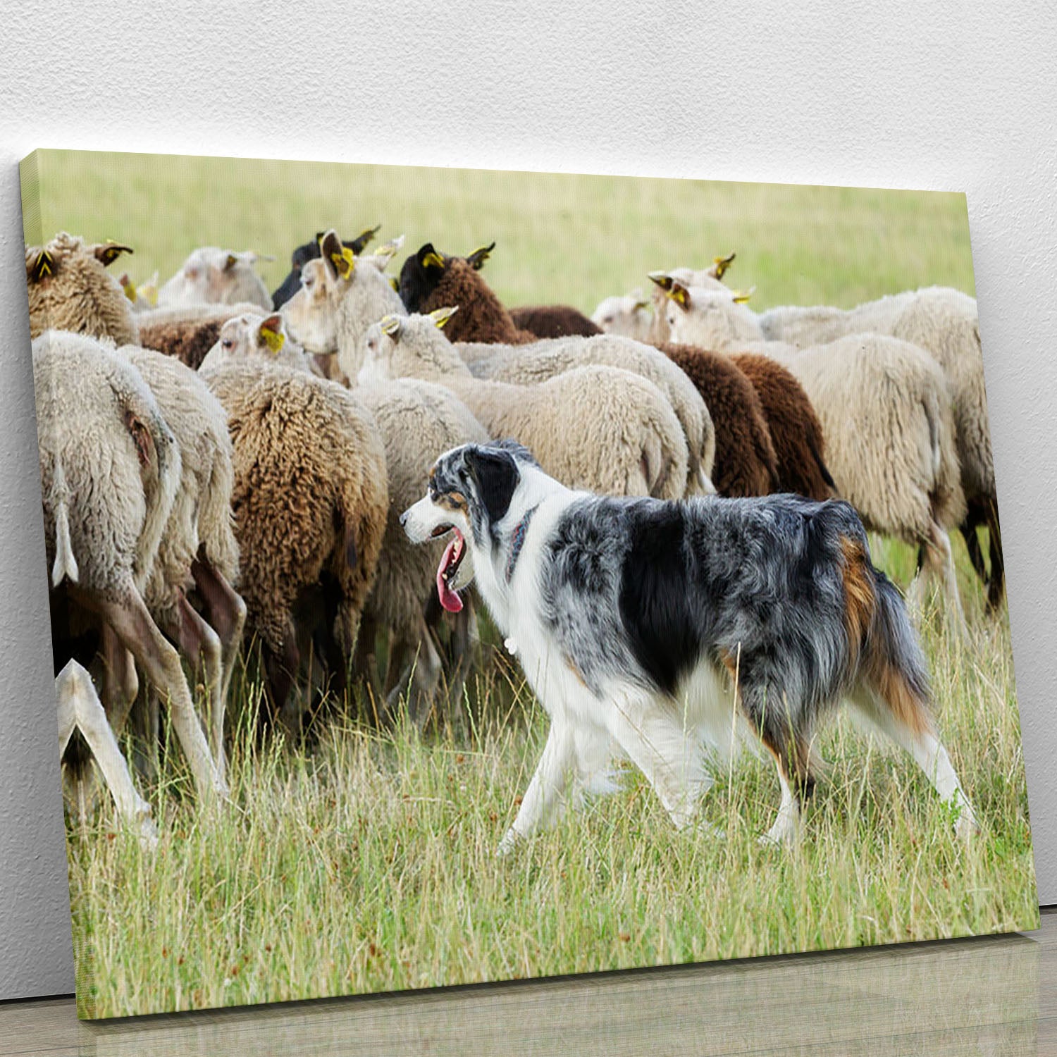 Purebred border collie herding a flock of sheep Canvas Print or Poster - Canvas Art Rocks - 1