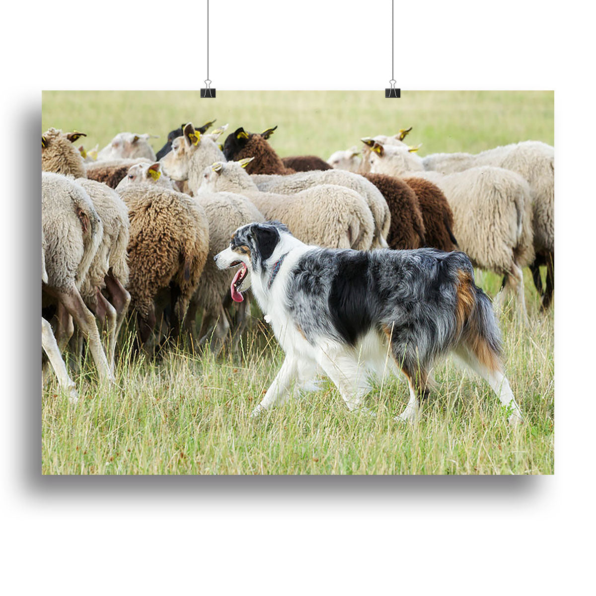 Purebred border collie herding a flock of sheep Canvas Print or Poster - Canvas Art Rocks - 2