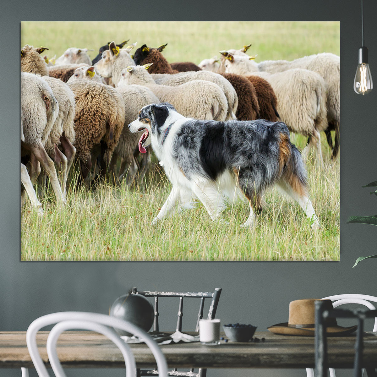 Purebred border collie herding a flock of sheep Canvas Print or Poster - Canvas Art Rocks - 3