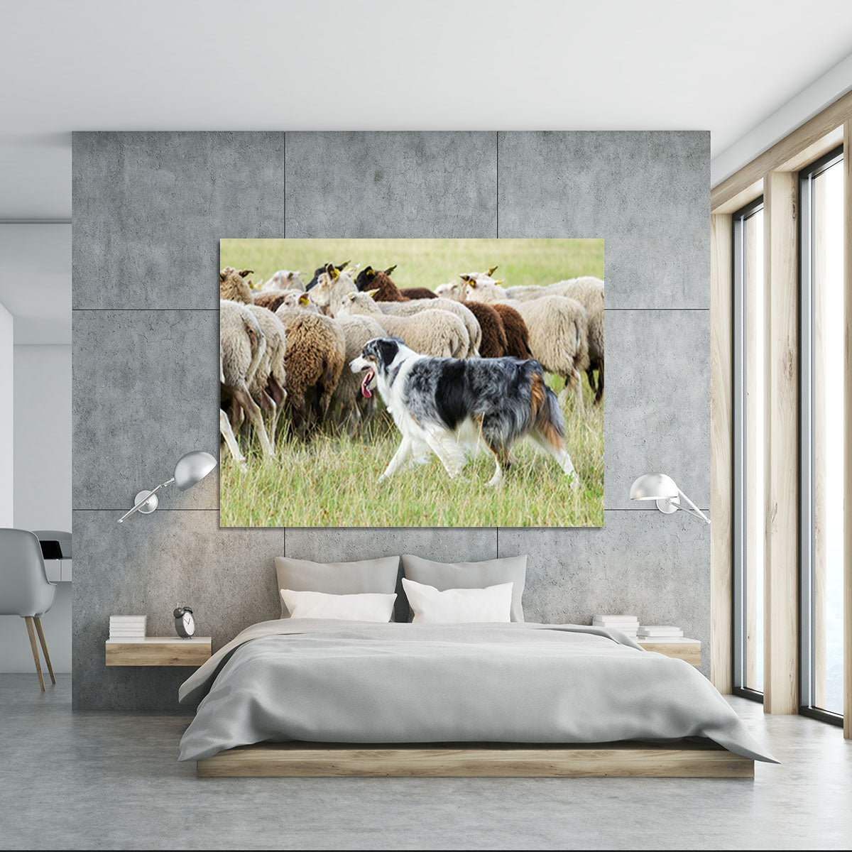 Purebred border collie herding a flock of sheep Canvas Print or Poster - Canvas Art Rocks - 5