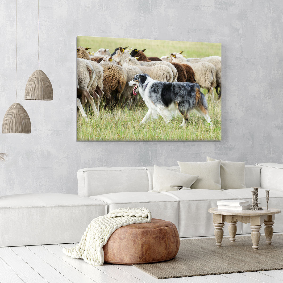 Purebred border collie herding a flock of sheep Canvas Print or Poster - Canvas Art Rocks - 6