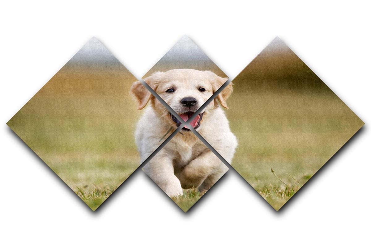 Seven week old golden retriever puppy outdoors on a sunny day 4 Square Multi Panel Canvas - Canvas Art Rocks - 1