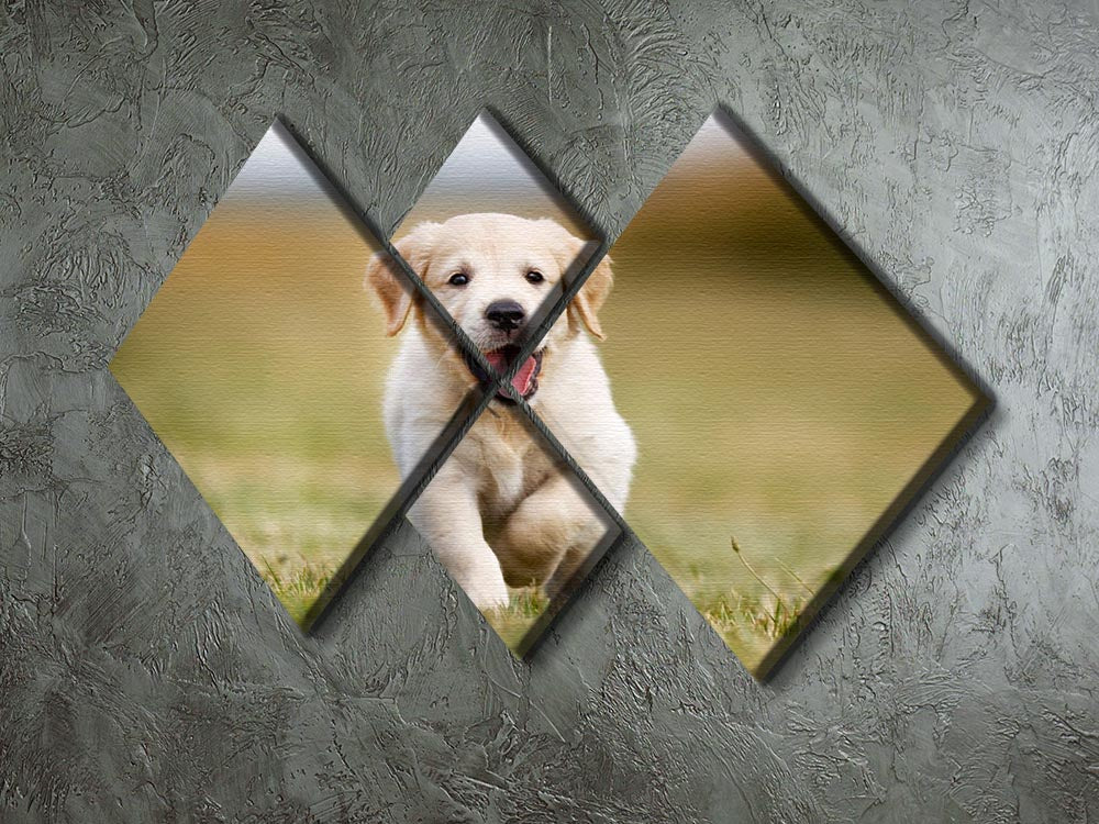 Seven week old golden retriever puppy outdoors on a sunny day 4 Square Multi Panel Canvas - Canvas Art Rocks - 2