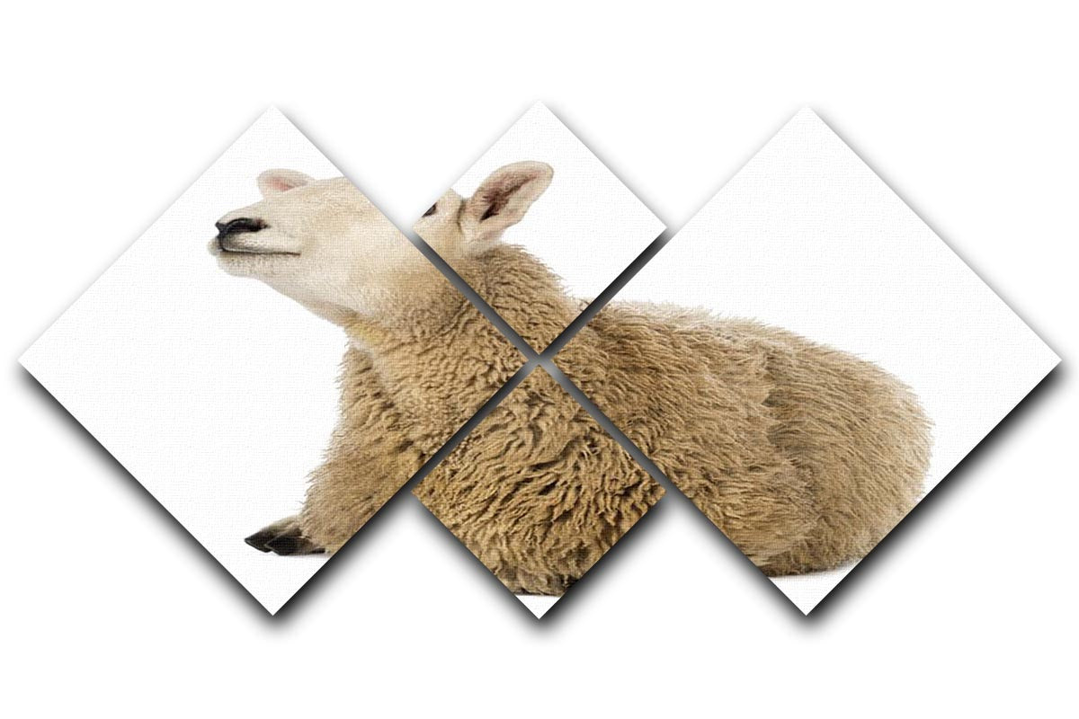 Sheep lying and looking up 4 Square Multi Panel Canvas - Canvas Art Rocks - 1