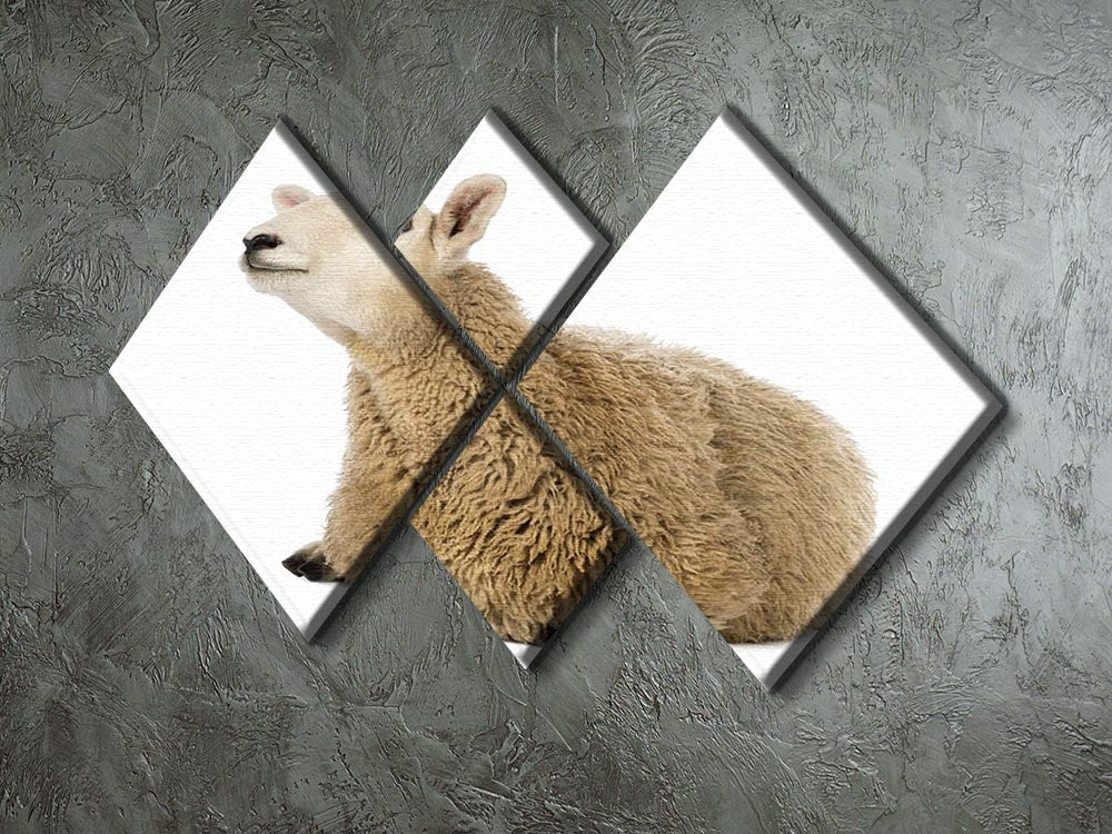 Sheep lying and looking up 4 Square Multi Panel Canvas - Canvas Art Rocks - 2