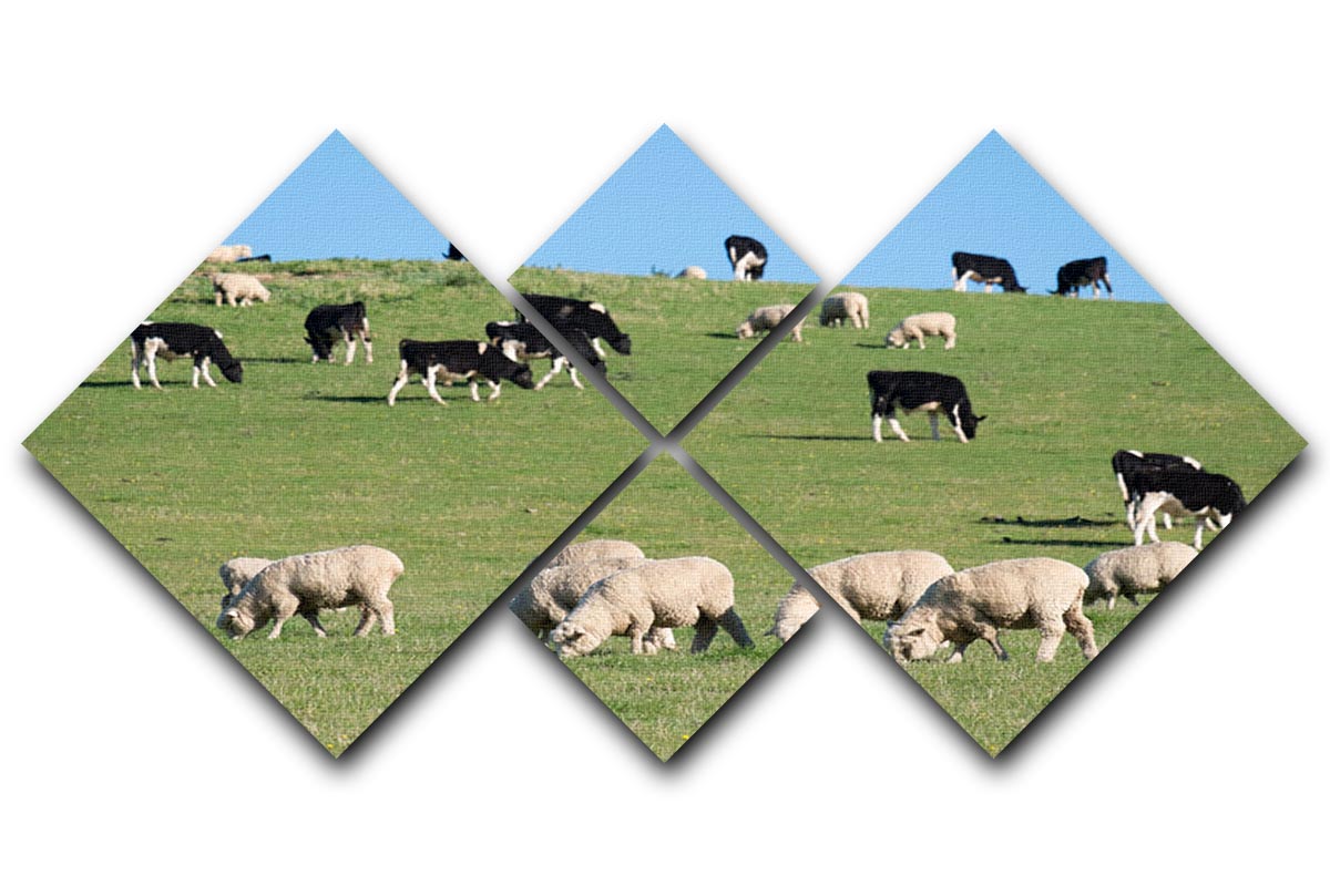 Sheeps in green rural meadow with cows 4 Square Multi Panel Canvas - Canvas Art Rocks - 1
