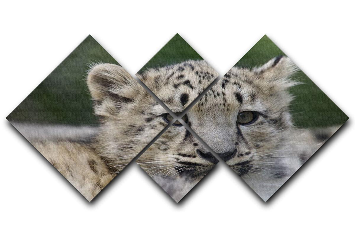 Snow Leopard cubs in the wild 4 Square Multi Panel Canvas - Canvas Art Rocks - 1